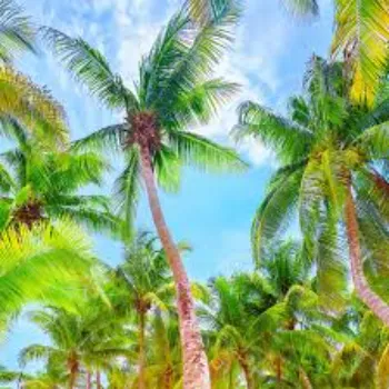 Natural Palm Trees